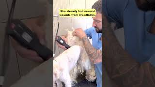 Neglected Dog Was Found With Severe Matted Dreadlocks [upl. by Htehpaj]