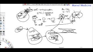 Ischemia and Reperfusion injury [upl. by Thorlay967]