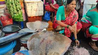 ससून डॉक फिश मार्केट 2022  Sassoon Dock Fish Market Price  Colaba Fish Market [upl. by Eniahpets427]