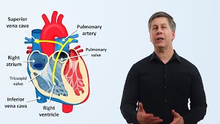 The Cardiovascular System An Overview [upl. by Philps]