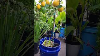 More Sweet amp Floral Lemon Tree Grow In 5 Gallon Bucket At Balcony garden plants [upl. by Randene]