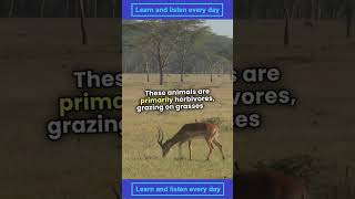 41 Learning  Antelope Natures Speedy Marvels Uncovered english learning LearningEnglish [upl. by Aihtela]