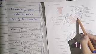 Level of pyramidal decussation and lemnisci decussation  Internal structure of medulla part 2 [upl. by Gregrory]