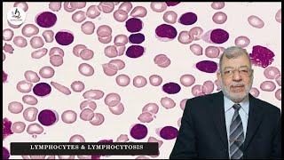 Episode 4 Lymphocytes amp Lymphocytosis [upl. by Allenrac972]