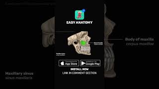 Paranasal sinuses  Anatomy amp Function  EasyAnatomy Shorts [upl. by Dilly]