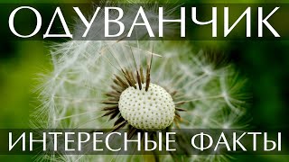 Одуванчик  интересные факты [upl. by Davidde]