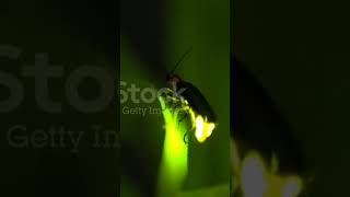 Fireflies மின்மினிப் பூச்சி emit light due to presence of luciferase [upl. by Rubio]