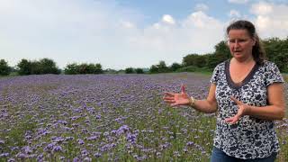 Fields of phacelia and borage [upl. by Airolg]