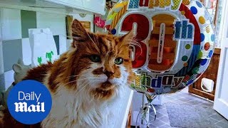 30yearold Brit moggy might be the worlds OLDEST cat [upl. by Ecirtemed]