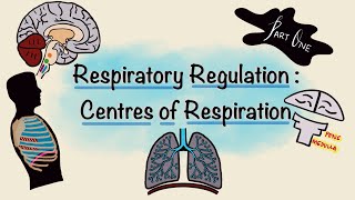 Respiratory Regulation  Part One  Centres of Respiration  Respiratory Physiology [upl. by Kuska109]