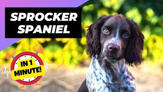 Sprocker Spaniel  In 1 Minute 🐶 One Of The Most Popular Crossbreed Dogs In The World [upl. by Erbas]