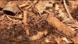 DOCUMENTAIREREPORTAGE La menace des fourmis tueuses [upl. by Mlehliw]