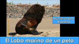 LOBO MARINO DE UN PELO South American Sea Lion Otaria flavescens Mamíferos de Argentina [upl. by Pol444]