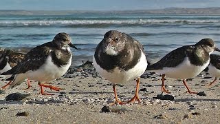 Turnstones on The Beach at St Ives in Cornwall [upl. by Neema307]