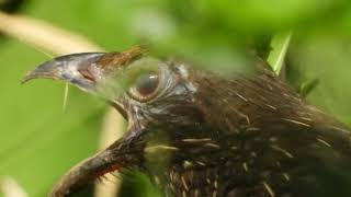 Coucal Pheasants Outstanding Nature DJ Different Calls of Coucal Bird [upl. by Adlemy]