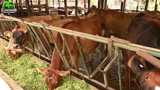 Vacas lecheras Jersey en la Granja de Don Álvaro Juayúa  El Salvador en el campo [upl. by Parnas]