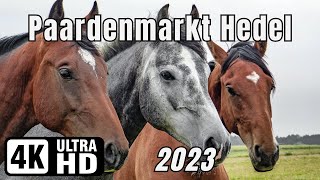 4K 🇳🇱 Honderden paarden op traditionele paardenmarkt Hedel 302e Editie  2023 [upl. by Dhiman]