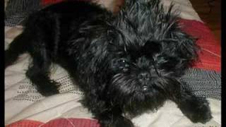 My affenpinscher [upl. by Sikram]