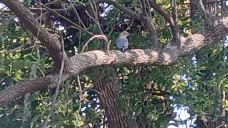 Red Bellied Woodpecker Bird Just Talking Away to Me [upl. by Emmerie]