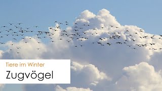 Zugvögel im Winter  Wieso ziehen Vögel und wie orientieren sie sich [upl. by Clava365]