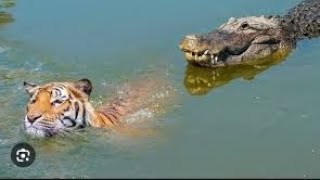 Tiger Vs Crocodile lion Vs Alligator wildlife wild animals [upl. by Enrica]