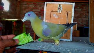 YELLOW FOOTED PIGEON  HERYIAL [upl. by Ecnesse]