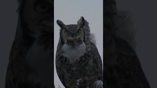 Deep Voice of Great Horned Owl Calling and Hooting [upl. by Bashee420]