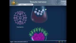 Istologia 22  Nervoso parte 2 [upl. by Rumery]