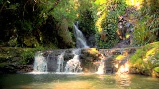 Rainforest Relaxation Video 3 Hours in HD [upl. by Ranitta902]