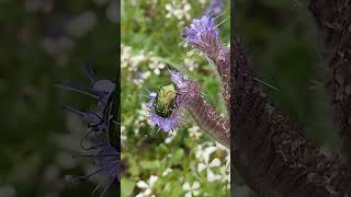 Golden Cetonia  Cétoine Dorée nature insect phacelia spring flower gardening  france [upl. by Donavon]