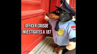 Officer Crusoe Dachshund on Duty Investigates 187 [upl. by Heimlich]