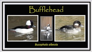 Buffelhead Bucephala albeola Identification amp Facts [upl. by Taffy]