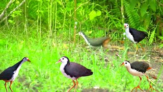 How To Hunt Waterhen White Breasted BirdVery Easy Techniques [upl. by Rad]