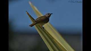 Brown Honeyeater [upl. by Eenram918]