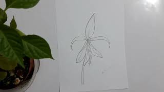 How to draw the fleur de lis [upl. by Mitzl]