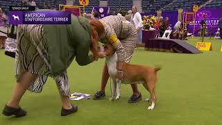 American Staffordshire Terriers  Breed Judging 2024 [upl. by Auqenwahs]