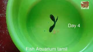 Betta Fish Not Eating problem solved in Tamil  Fish Aquarium Tamil [upl. by Palgrave]