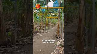 PLANTAIN 👉🏾 AGRICORP SAS plátanocolombiano agricultura colombia exportaciones urabá frutas [upl. by Frans]