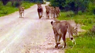 Lioness Reunites With Her Pride After Being Separated For Days [upl. by Shaylah]