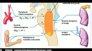 PHYSIOLOGY  REGULATION OF RESPIRATION  PHYSIOLOGY LECTURES  RESPIRATORY SYSTEM [upl. by Meraree85]