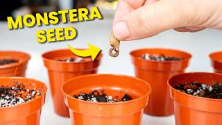 How To Grow a Monstera Plant From Seed [upl. by Akiv]