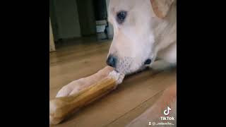 Labrador loves his bone [upl. by Galen]