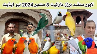 Lahore Sunday Birds Market 8 September 2024 New Update Islamabadpets345 [upl. by Alleb]