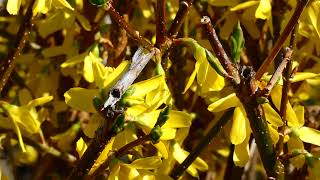 Forsythie Forsythia × intermedia Garten amp Natur Spaziergang Rundgang im Frühling Sonne tanken [upl. by Adnilasor398]