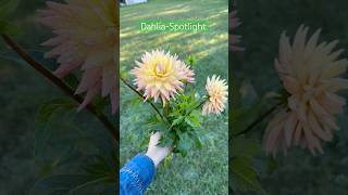 Revealing the Beauty of an Exclusive Dahlia Variation [upl. by Yorker701]