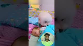 Funny stories about babies and dogs ❤️ pet cat dog cute animals foryou typ [upl. by Zoarah]