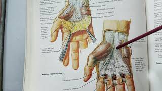 Anatomy palmar aponeurosis hand compartments palmar spaces HAND 3 [upl. by Atiuqihs849]