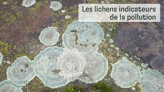 Les Lichens Indicateurs de la pollution [upl. by Omolhs716]