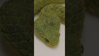 Green or Red BUSH VIPERS snakes animals venomoussnake [upl. by Rika319]