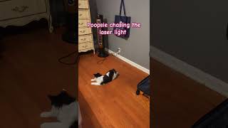 Poopsie chasing the laser light [upl. by Aldos]